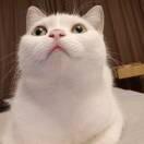 Cirno9的个人资料头像