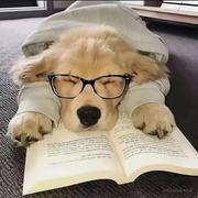 icey丨的个人资料头像