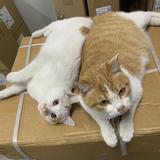 炒蛋炒饭不放葱花头像