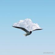 夜空中最亮的心心的个人资料头像