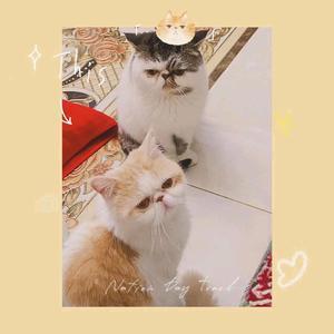猫咪诞生的成长日记头像
