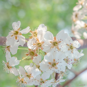 日落沙明天倒开的个人资料头像