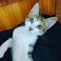 理我你是猪头像