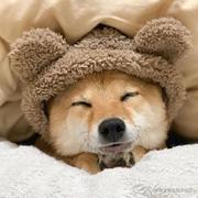 欢乐球球的个人资料头像