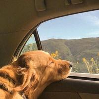 愉悦的松鼠uUY头像