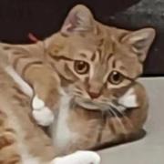 啊鱼儿的个人资料头像