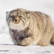 聚合酶的个人资料头像