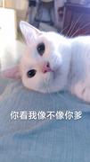panespanes的个人资料头像