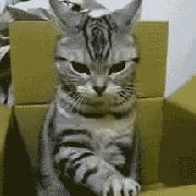 那家的大豆的个人资料头像