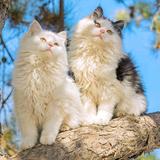 猫咪爱吃胖头鱼头像