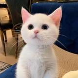 自若蛋糕FZ头像