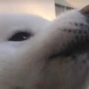 小狗才不会骗人的个人资料头像