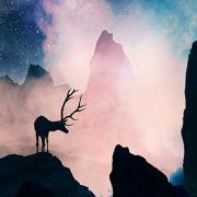 研究熊出没的专家的个人资料头像