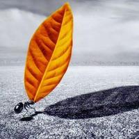 金石为开专栏头像