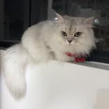 身高不足两米头像