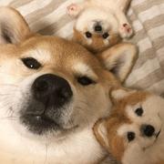 才不是冉酱的个人资料头像