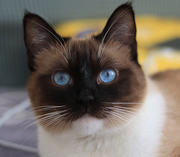 爱肉松的个人资料头像