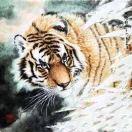 虎爱学习的个人资料头像