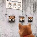 小白猫在此头像