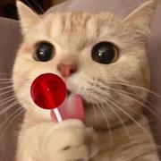 码海小砖童的个人资料头像