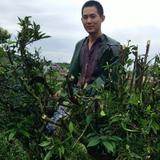 汉奇茶叶茶苗头像