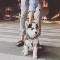 桃花浪子花花头像