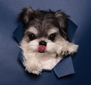 Flash_1的个人资料头像