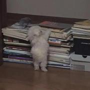 邹邹在发光的个人资料头像