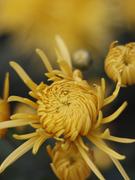 李拾叁的摸鱼日常的个人资料头像