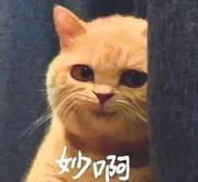Sandfone的个人资料头像