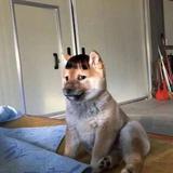 vhuvvuugv头像