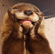 Accel的个人资料头像