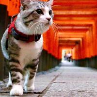 欲：头像
