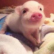 不能在加了的个人资料头像