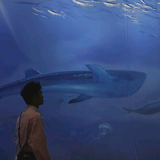 爱蹭小香风头像