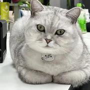 运营猫小海豚的个人资料头像