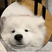 前端西柚崽的个人资料头像