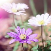 sunshine天天的个人资料头像