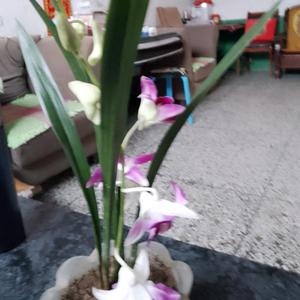 富平柿饼头像