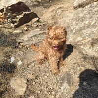 呼啦啦黑暗之主头像