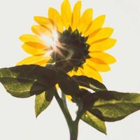 大婷轮毂轮胎头像