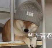 一狗的个人资料头像