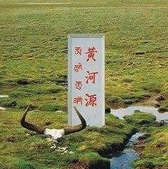 简单山雀t头像