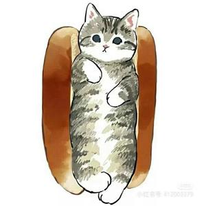 小猫咪shfc头像