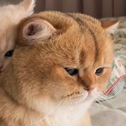 This_Me的个人资料头像