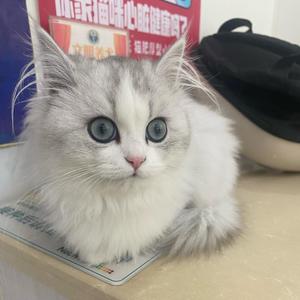 饼干是只猫头像