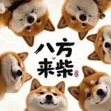 来柴短剧头像