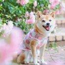 呆萌宠物击败懒惰怪兽的个人资料头像