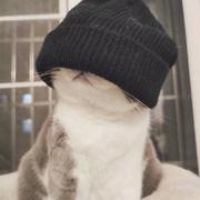 夜空中最亮的星817的个人资料头像