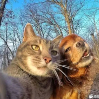 好学西柚Teh头像